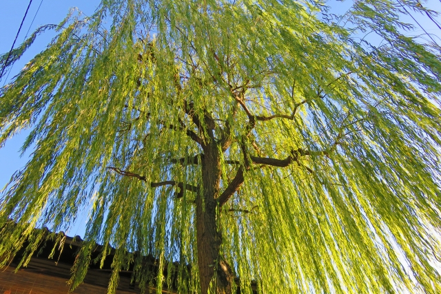 楊重 揚重 木偏と手偏どっちの表記が正しいの ケイ マックスブログ Kmax Blog